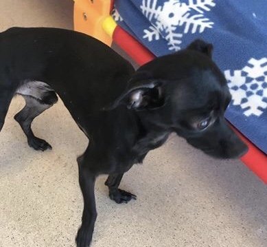 Bamm-Bamm, an adoptable Chihuahua in Florence, KY, 41022 | Photo Image 3