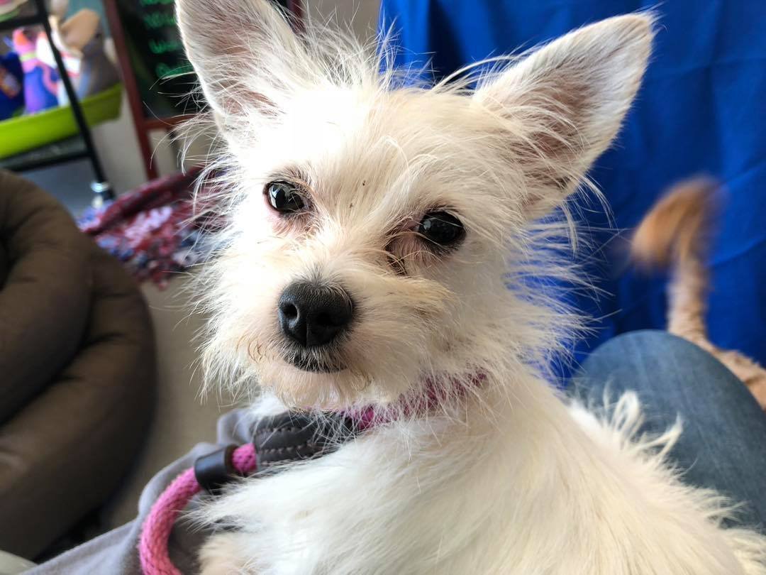Chloe, an adoptable Chihuahua, Terrier in Florence, KY, 41022 | Photo Image 1