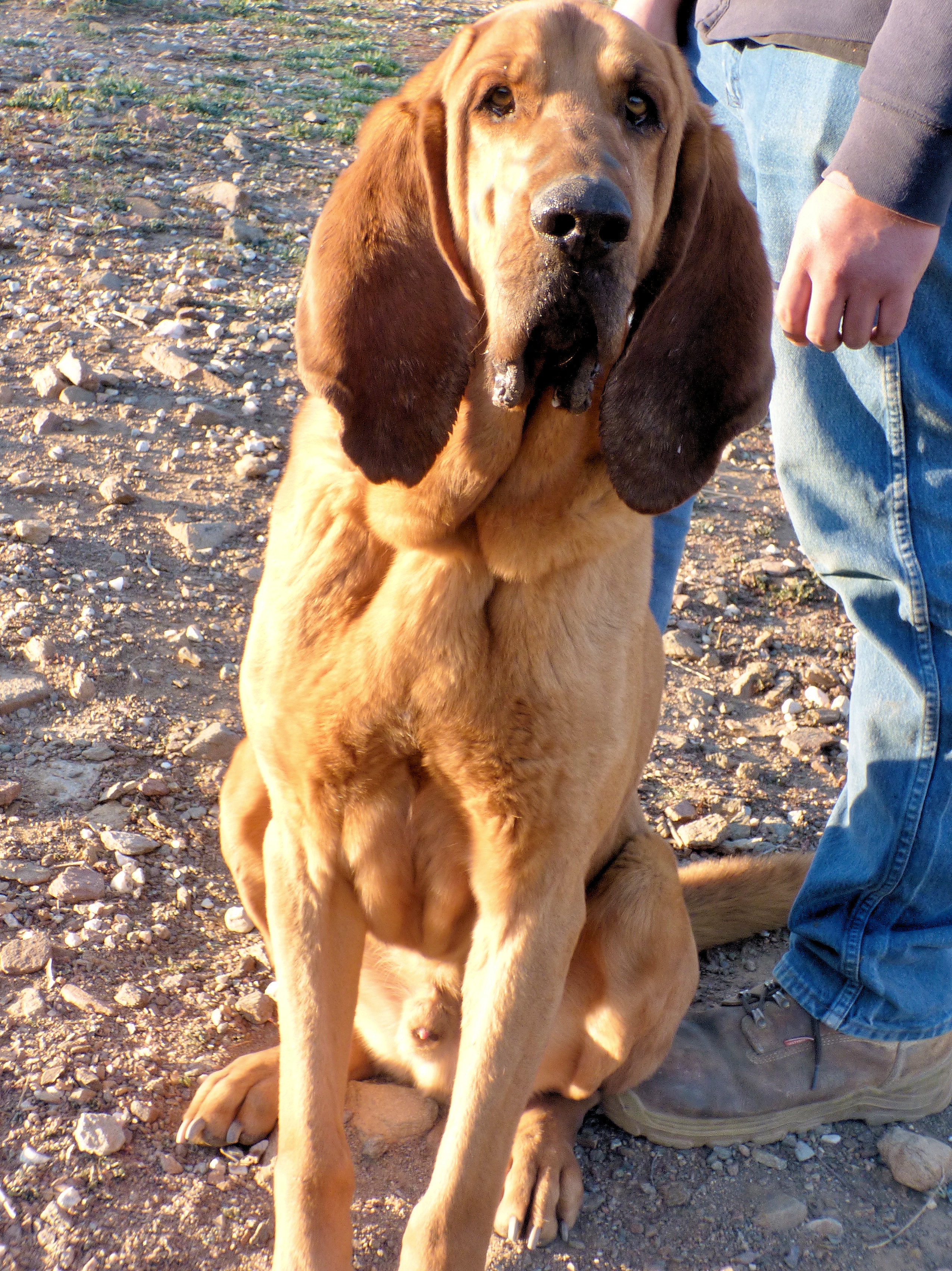 Hank, an adoptable Bloodhound in Acton, CA, 93510 | Photo Image 4
