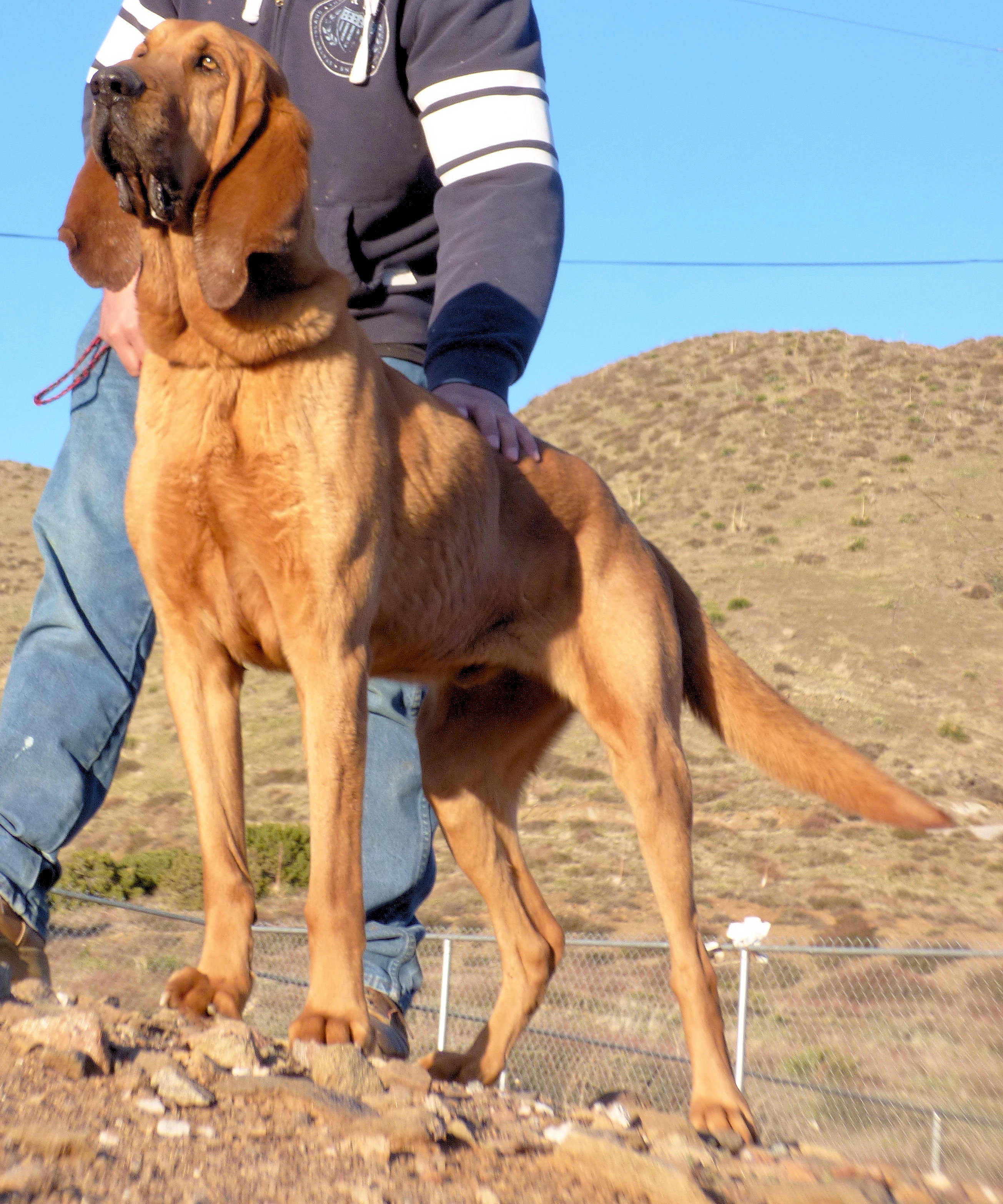 Hank, an adoptable Bloodhound in Acton, CA, 93510 | Photo Image 5