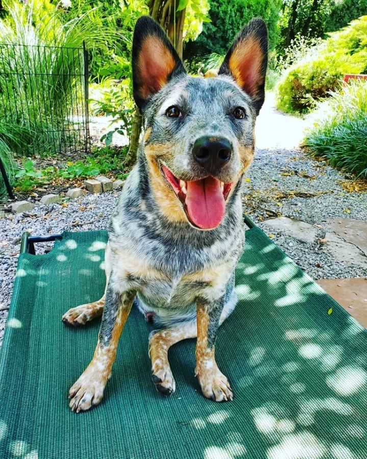 Dog For Adoption Wyatt An Australian Cattle Dog Blue Heeler In Oklahoma City Ok Petfinder