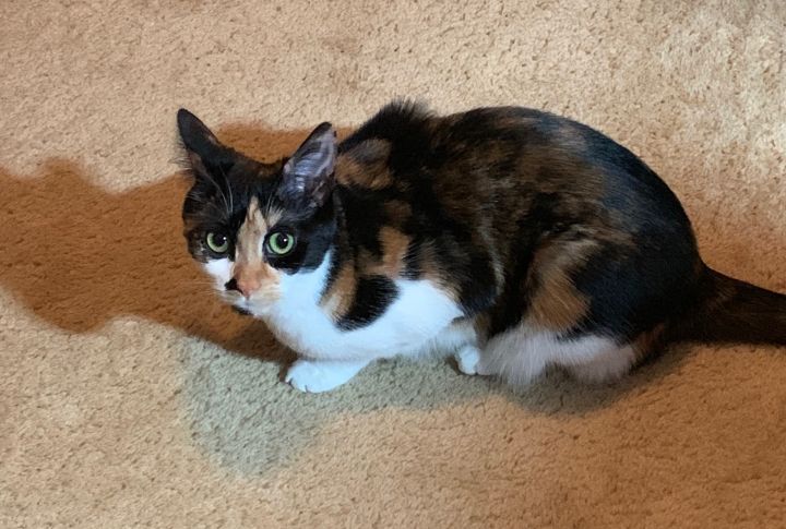 PATCHES 2