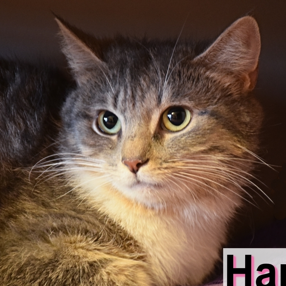 Harriet, an adoptable Tabby, Torbie in Shippenville, PA, 16254 | Photo Image 1
