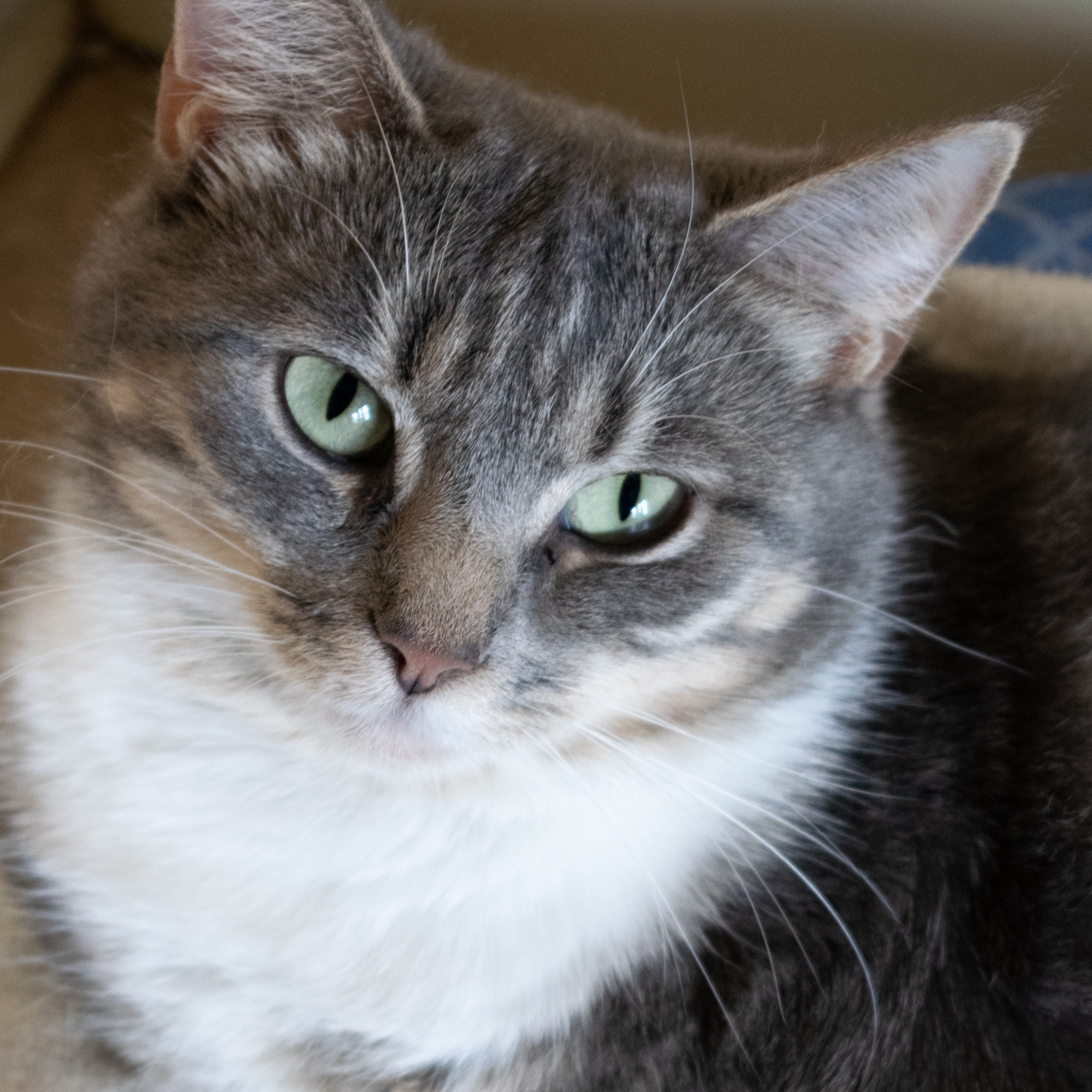 Harriet, an adoptable Tabby, Torbie in Shippenville, PA, 16254 | Photo Image 2