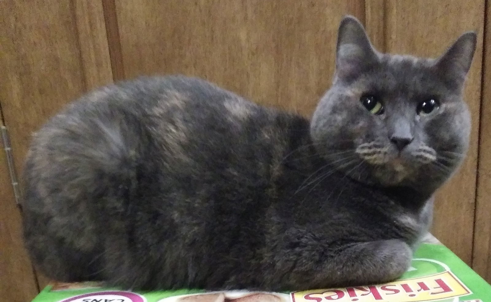 Cat For Adoption Majick A Domestic Short Hair Mix In Phoenix