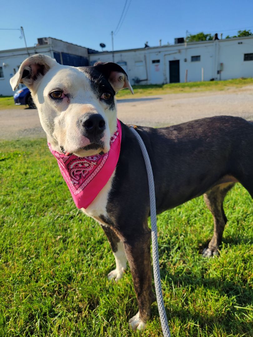 Nebula, an adoptable Pit Bull Terrier in Aurora, MO, 65605 | Photo Image 3