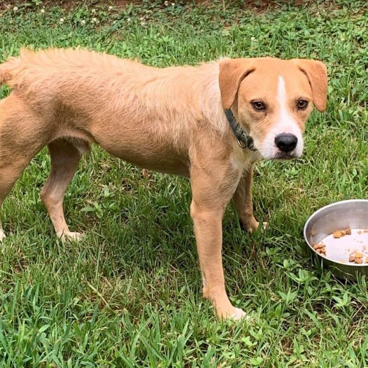 Dog for adoption - Peanut, a Beagle & Terrier Mix in Meridian, MS ...