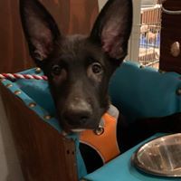 Lando, an adoptable German Shepherd Dog in Kennewick, WA, 99336 | Photo Image 2