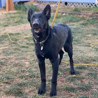 Lando, an adoptable German Shepherd Dog in Kennewick, WA, 99336 | Photo Image 3