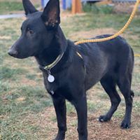 Lando, an adoptable German Shepherd Dog in Kennewick, WA, 99336 | Photo Image 5