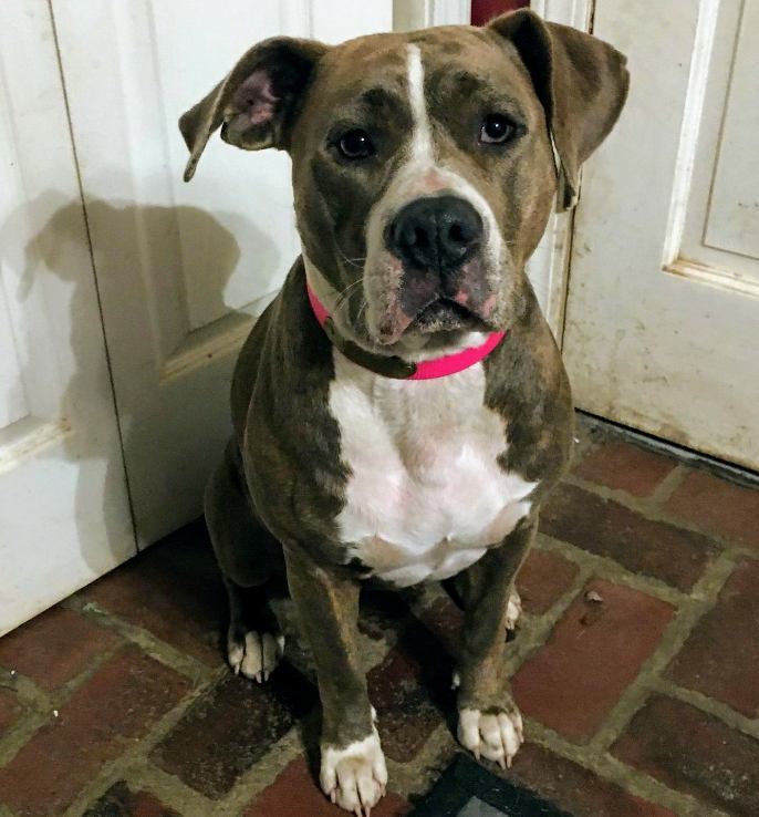 Pitbull Terrier + Mixed Breed Looking for Forever Homes - Montclair Girl