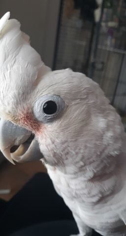 Parrot For Adoption Dozier Neil A Cockatoo In Tucson Az Petfinder