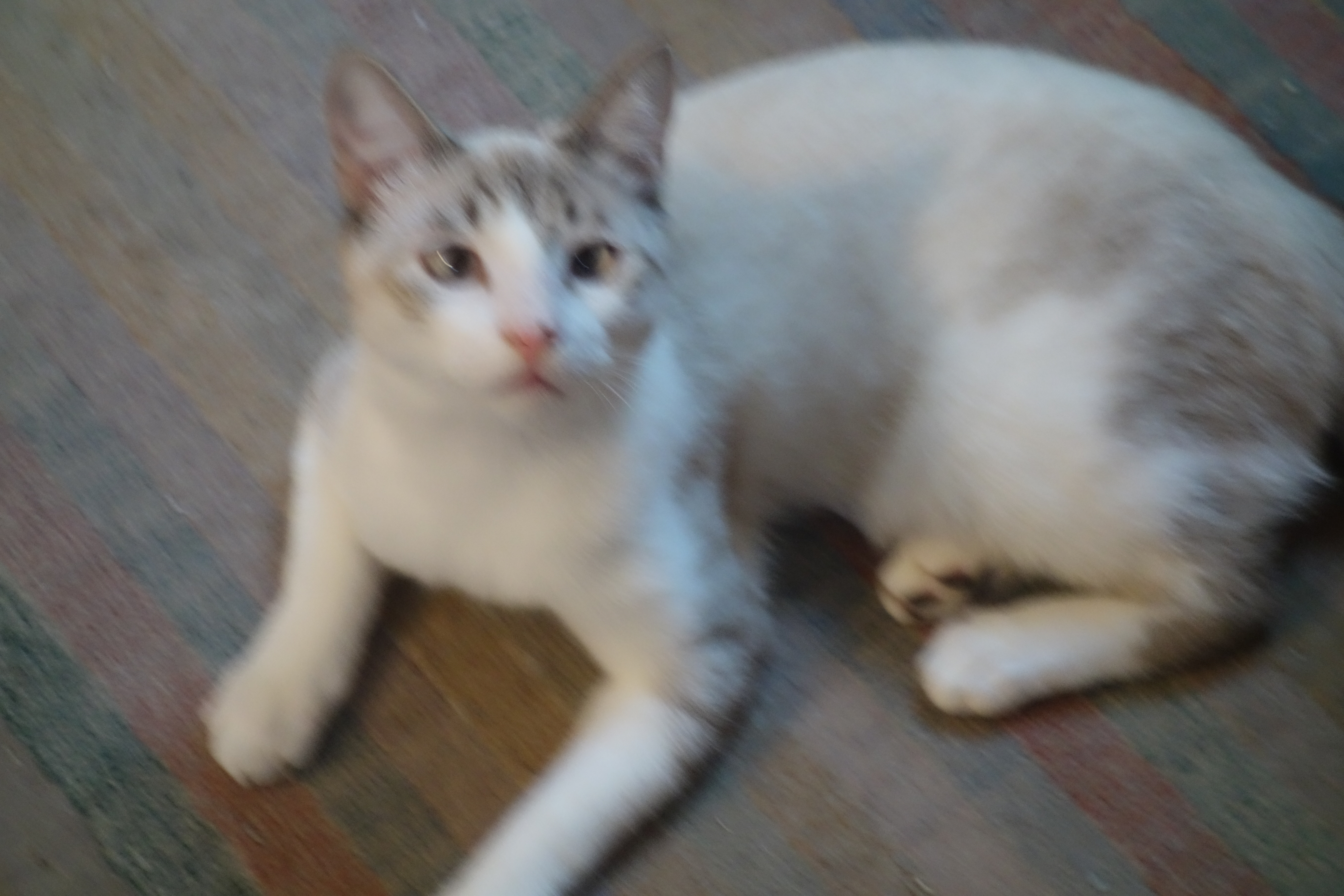 Milo, an adoptable Siamese, Snowshoe in Sarasota, FL, 34231 | Photo Image 1