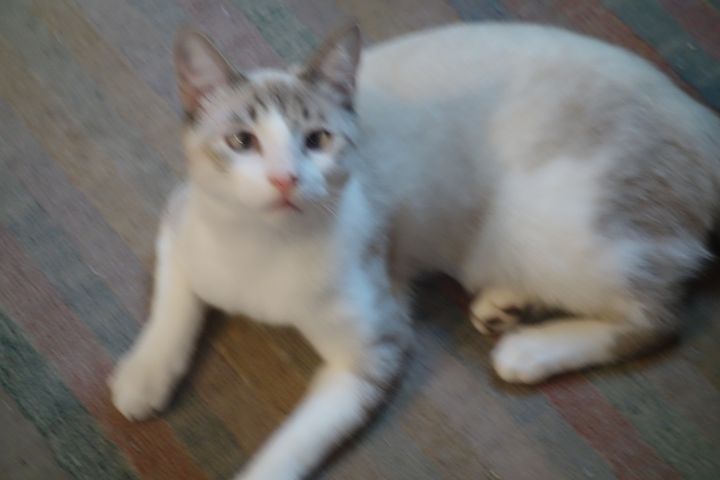 Milo, an adoptable Siamese & Snowshoe Mix in Sarasota, FL_image-1