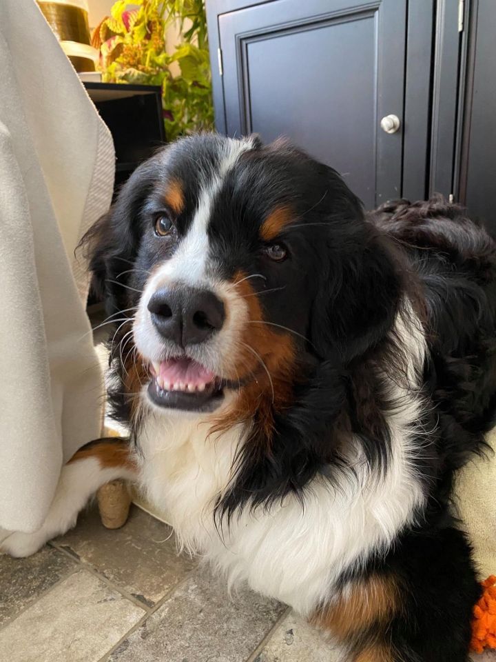 Zirkel, an adopted Bernese Mountain Dog in Dayton, OH_image-1