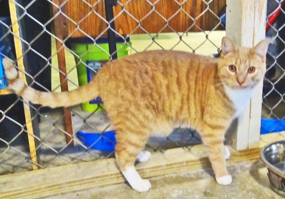 Liz, an adoptable Domestic Short Hair in Holly Springs, MS, 38635 | Photo Image 1