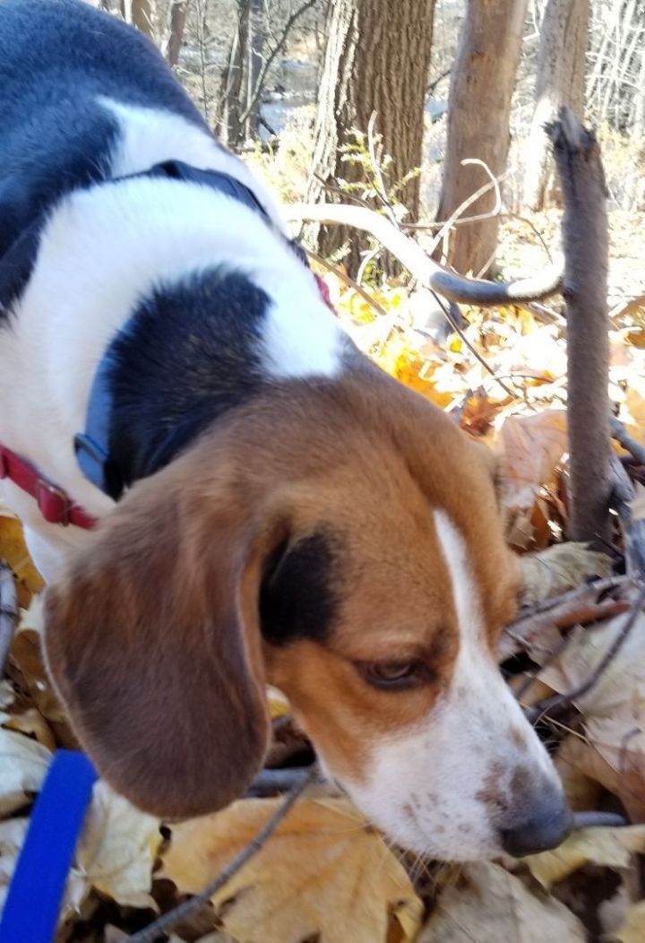 Jasper, an adopted Beagle & Basset Hound Mix in Beacon, NY_image-5