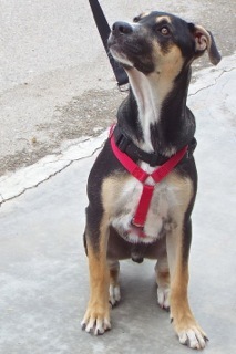 Garrick, an adoptable Shepherd, Hound in Green Valley, AZ, 85614 | Photo Image 6