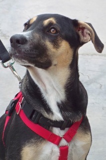 Garrick, an adoptable Shepherd, Hound in Green Valley, AZ, 85614 | Photo Image 7