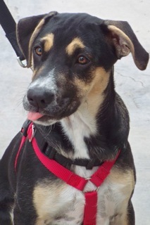 Garrick, an adoptable Shepherd, Hound in Green Valley, AZ, 85614 | Photo Image 8