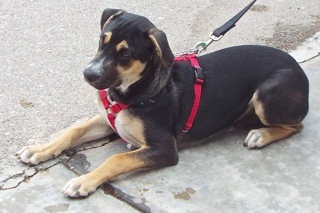 Garrick, an adoptable Shepherd, Hound in Green Valley, AZ, 85614 | Photo Image 9