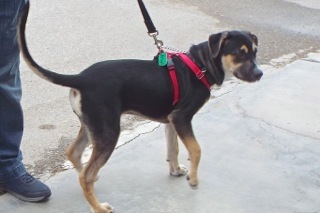 Garrick, an adoptable Shepherd, Hound in Green Valley, AZ, 85614 | Photo Image 10