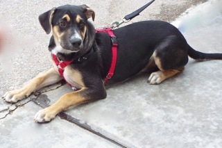 Garrick, an adoptable Shepherd, Hound in Green Valley, AZ, 85614 | Photo Image 11