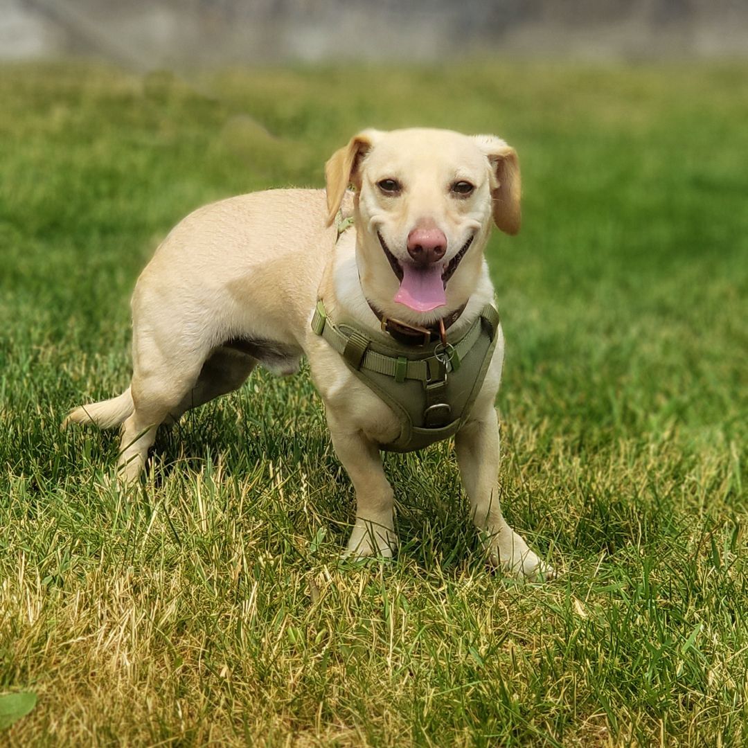 Oskar, an adoptable Chihuahua in Itasca, IL, 60143 | Photo Image 3