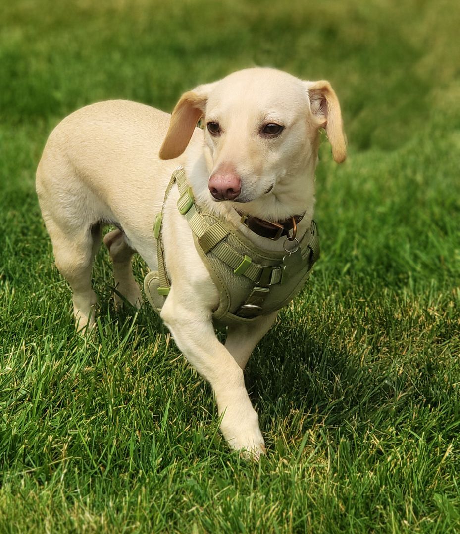 Oskar, an adoptable Chihuahua in Itasca, IL, 60143 | Photo Image 4