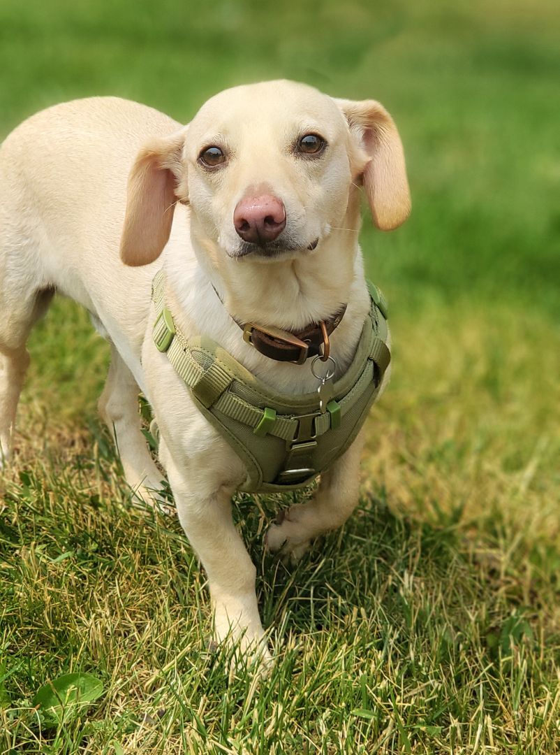 Oskar, an adoptable Chihuahua in Itasca, IL, 60143 | Photo Image 5