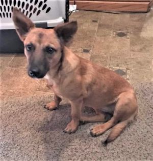 Get Corgi Mix Puppies Michigan PNG