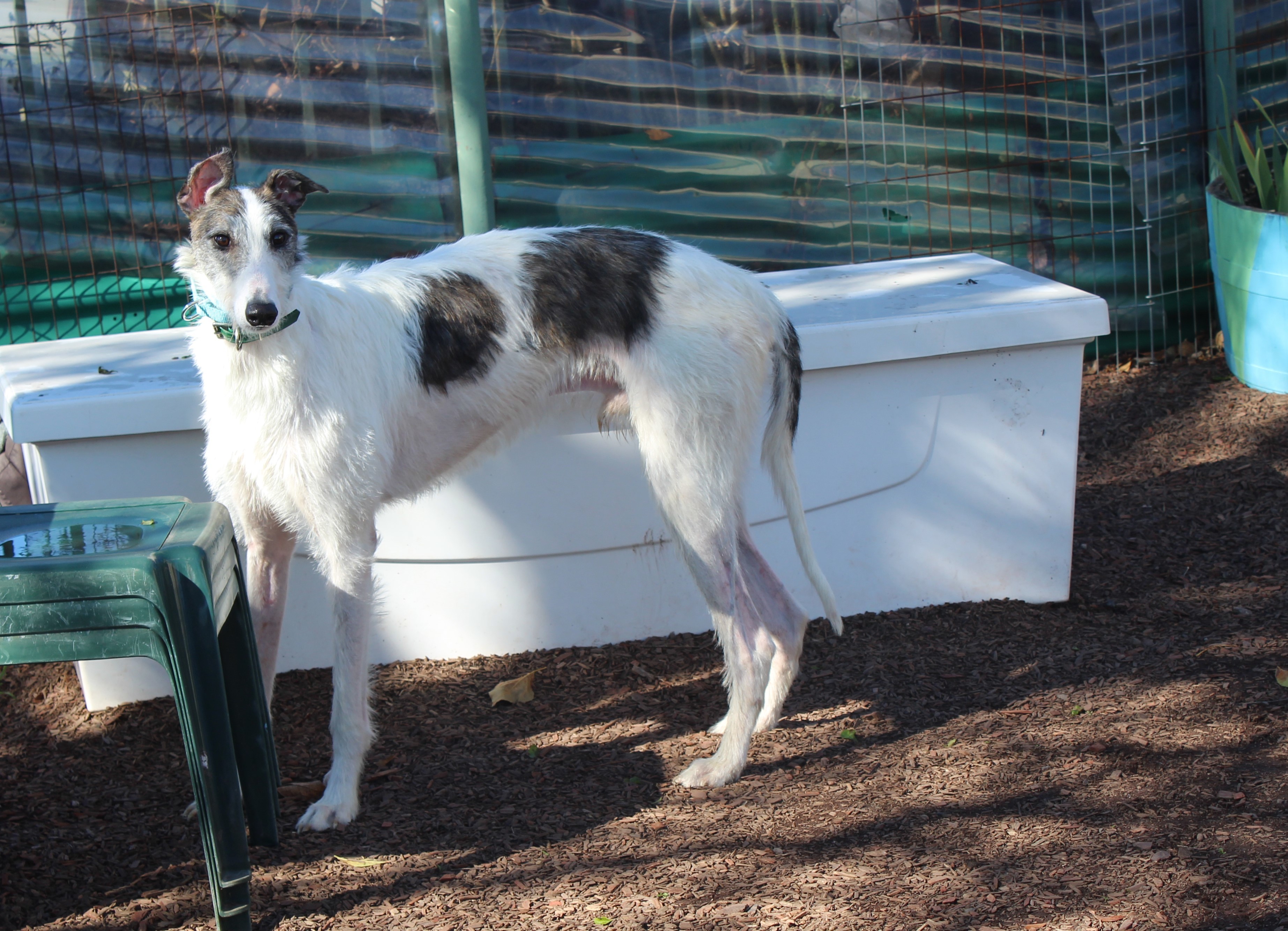 Dog For Adoption Pip A Greyhound Borzoi Mix In Santa Rosa Ca Petfinder