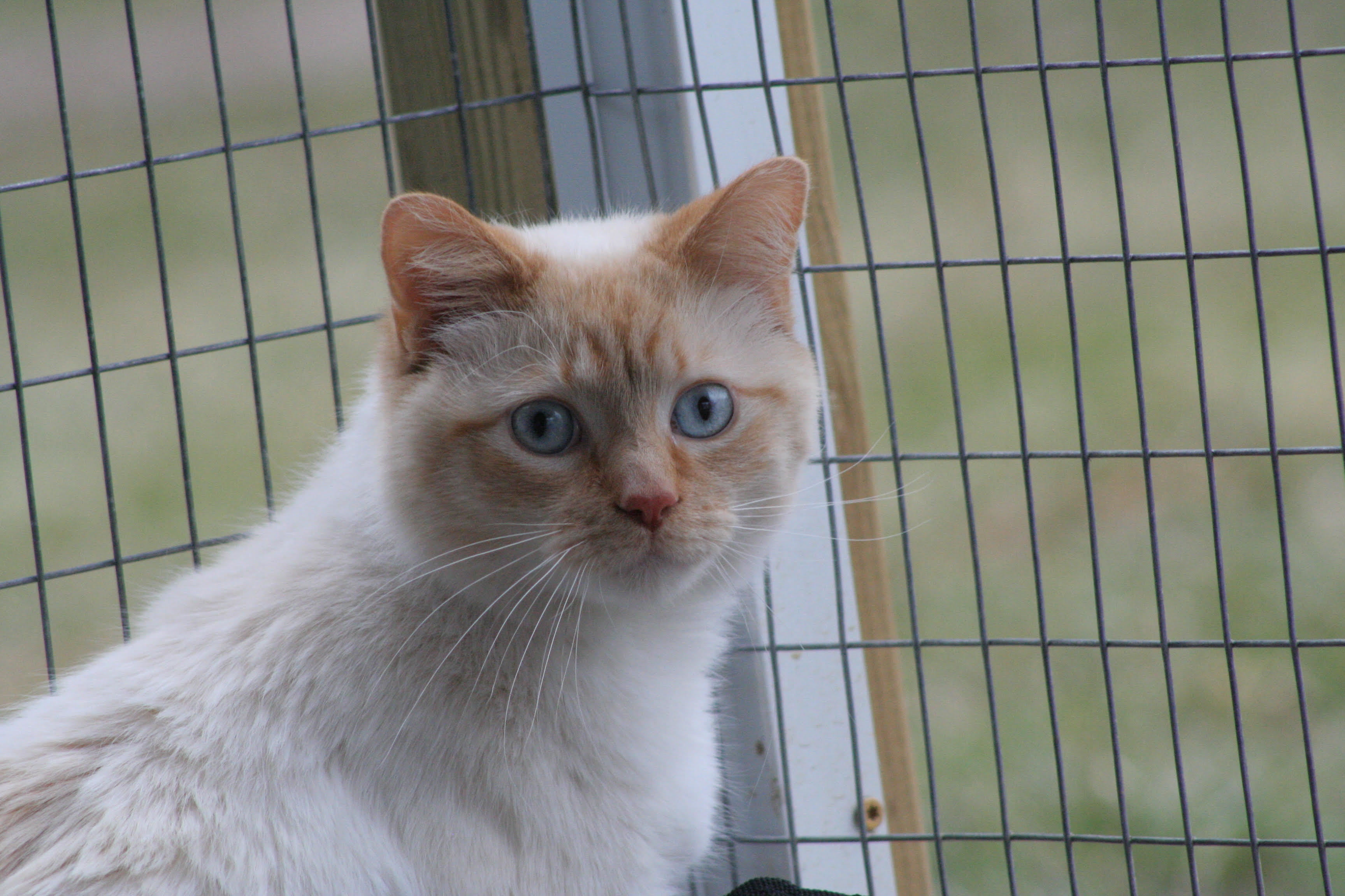 Casper, an adoptable Siamese in Fenton, MI, 48430 | Photo Image 1