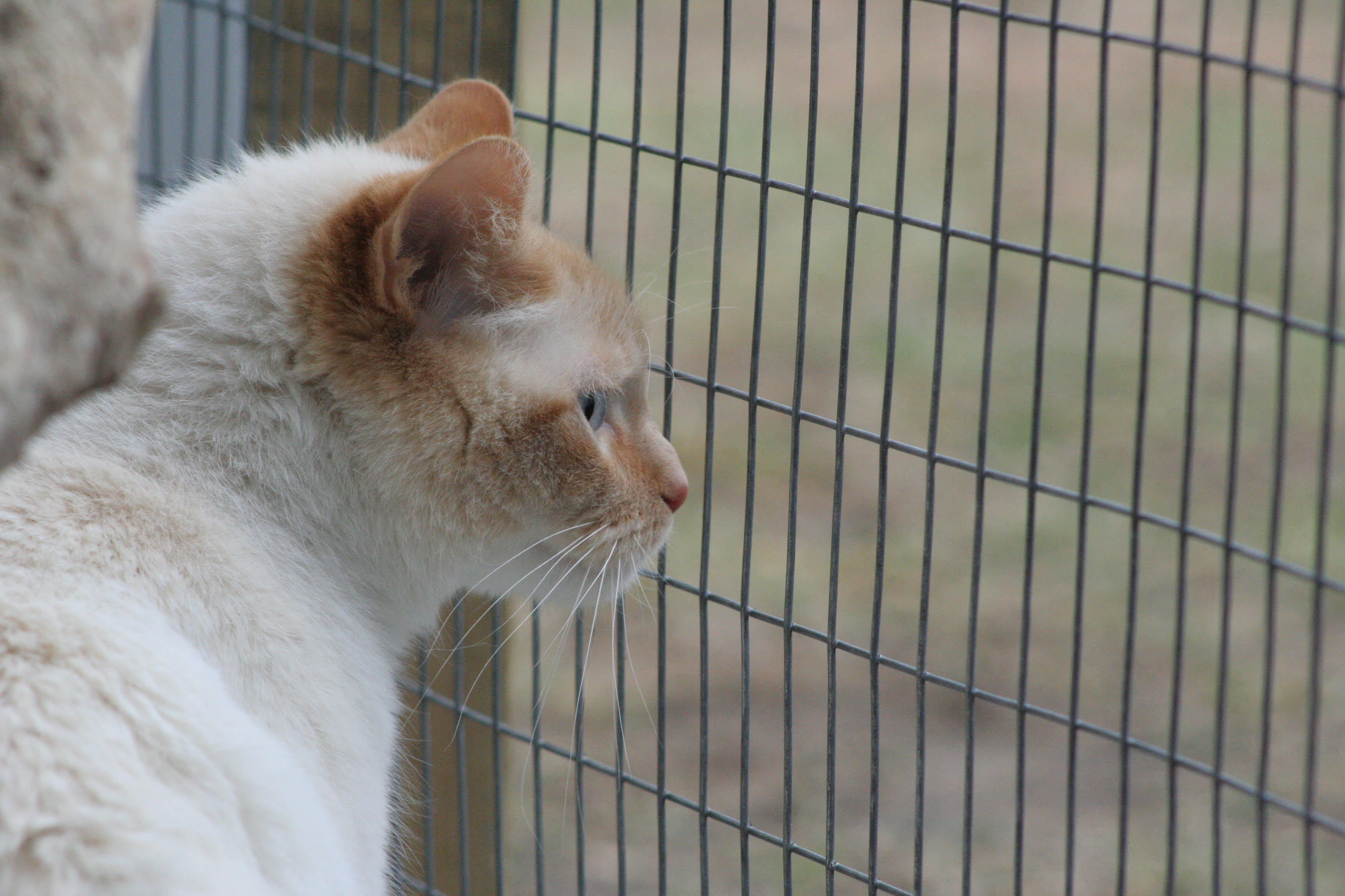 Casper, an adoptable Siamese in Fenton, MI, 48430 | Photo Image 2