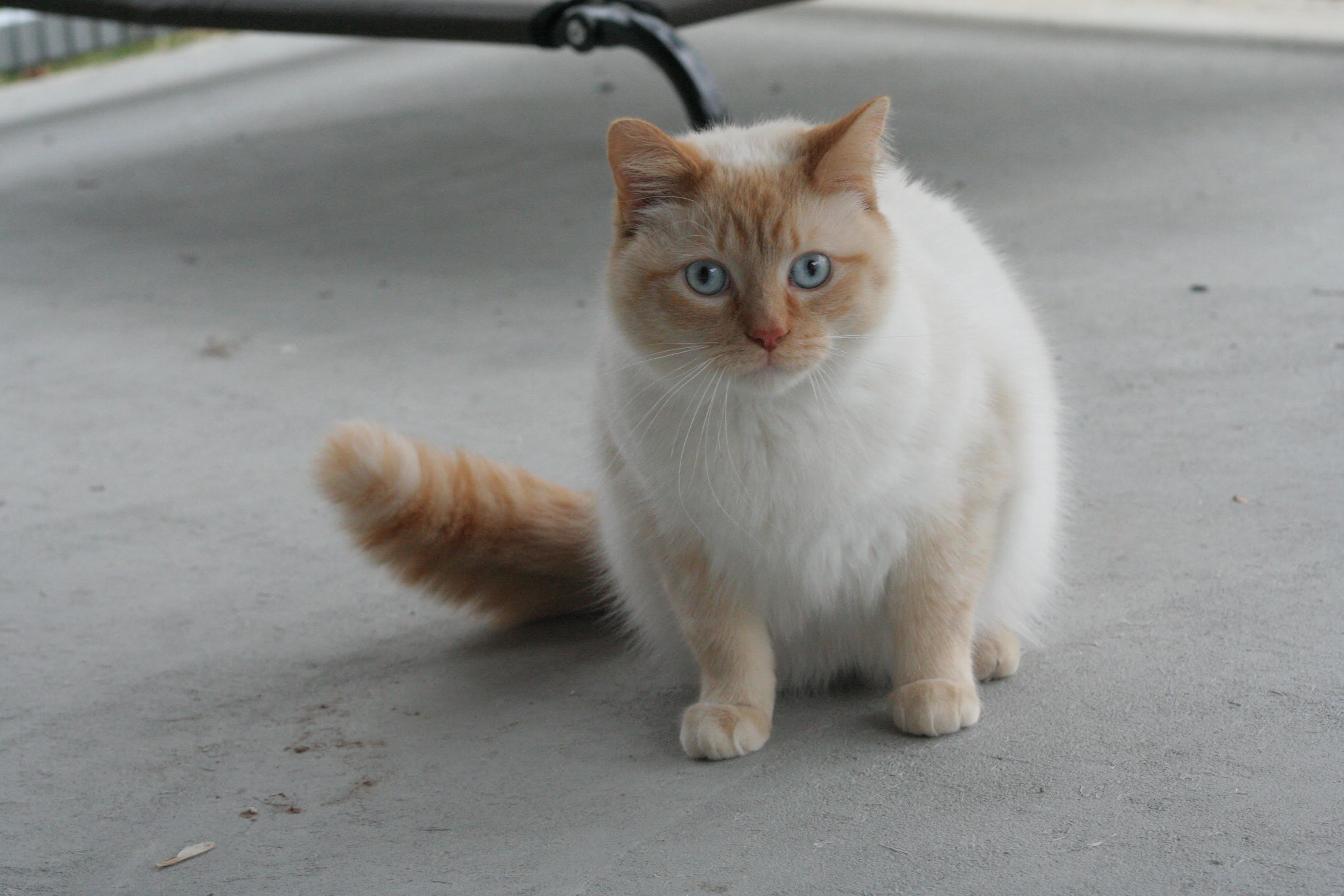 Casper, an adoptable Siamese in Fenton, MI, 48430 | Photo Image 3