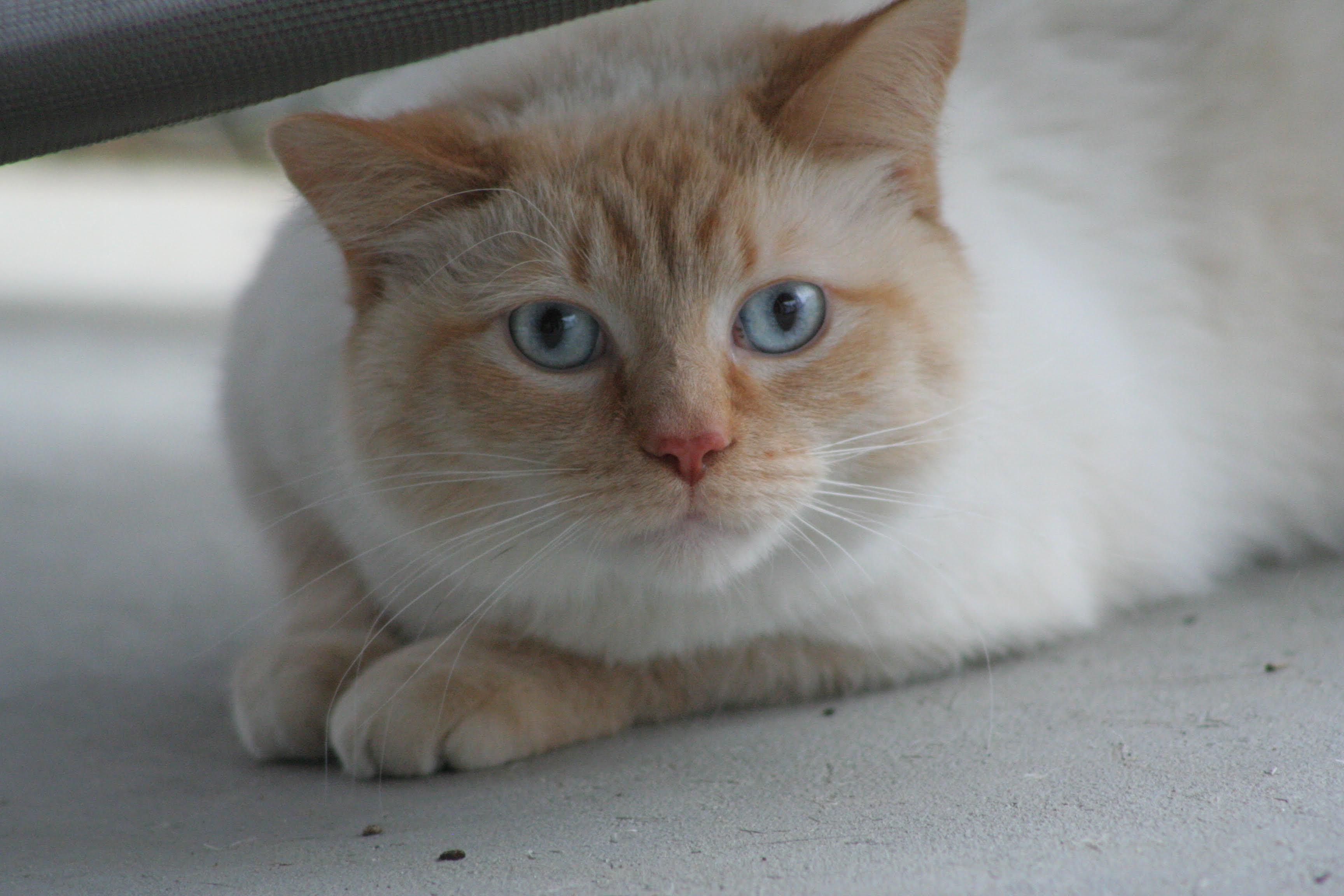 Casper, an adoptable Siamese in Fenton, MI, 48430 | Photo Image 4