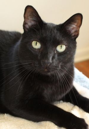 Tuxedo Adult CatCOURTESY LISTING Ozzie is an adorable and sweet solid black domestic short hair bo