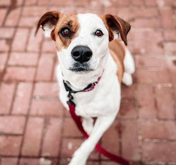 Molly, an adoptable Mixed Breed in Dover, NH, 03820 | Photo Image 2