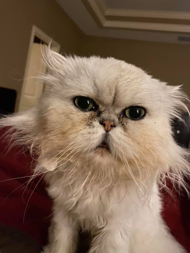 Grumpy Cat 4