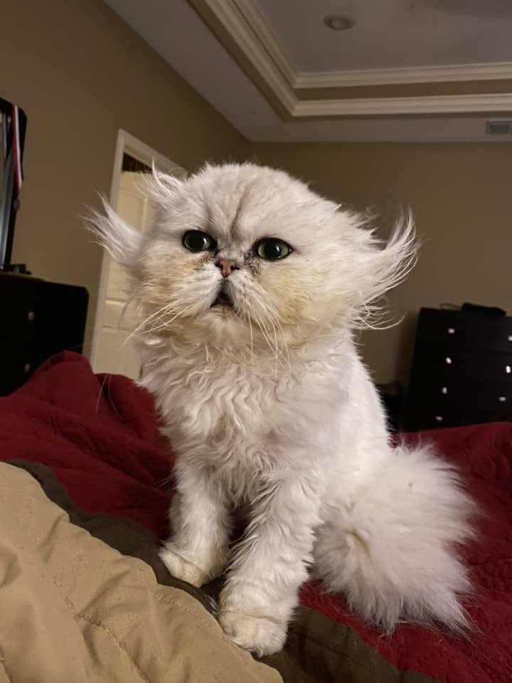 Grumpy Cat 5
