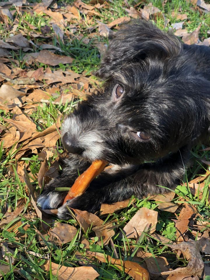 Dog For Adoption Teddy A Shih Tzu Scottish Terrier Mix In