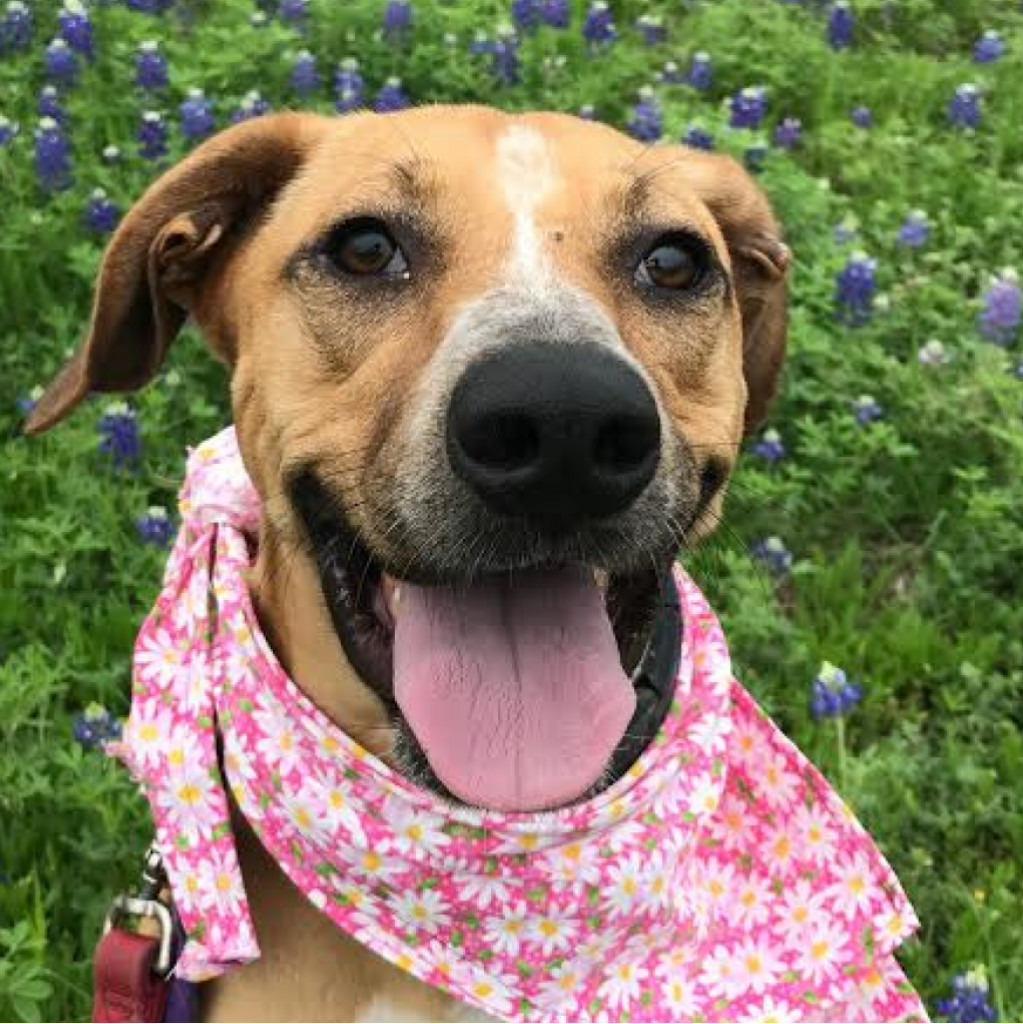 Brandy, an adoptable Labrador Retriever in Kanab, UT, 84741 | Photo Image 1