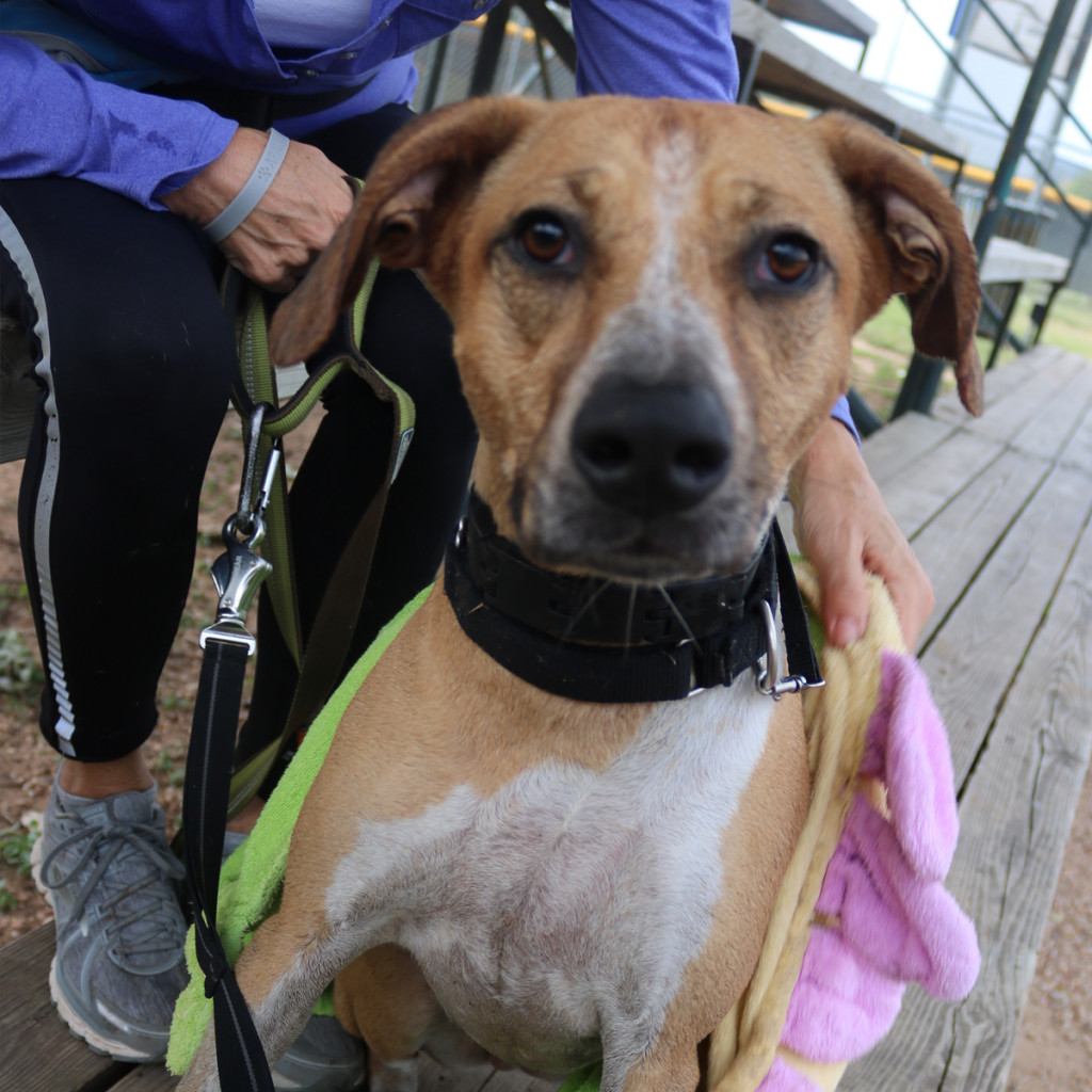 Brandy, an adoptable Labrador Retriever in Kanab, UT, 84741 | Photo Image 6