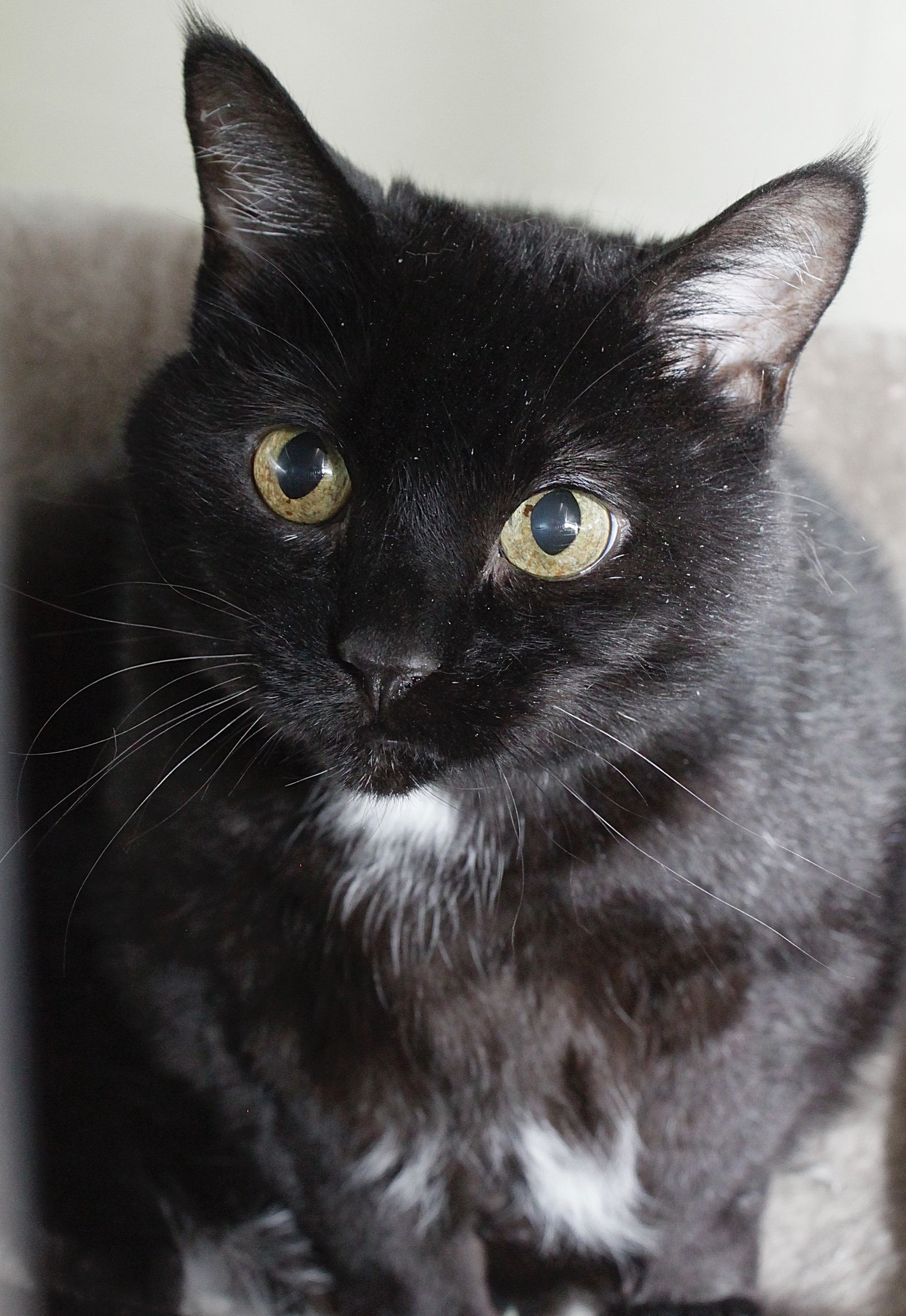 SALLY, an adoptable Domestic Short Hair in Austin, MN, 55912 | Photo Image 1