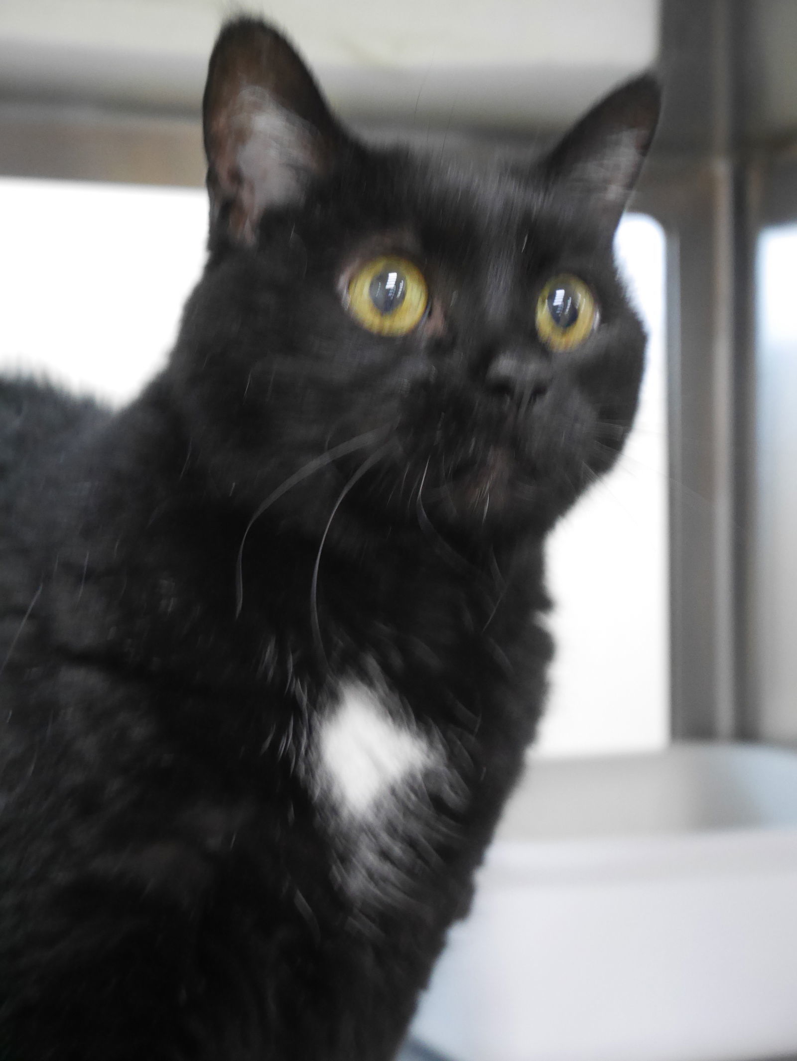 SALLY, an adoptable Domestic Short Hair in Austin, MN, 55912 | Photo Image 2