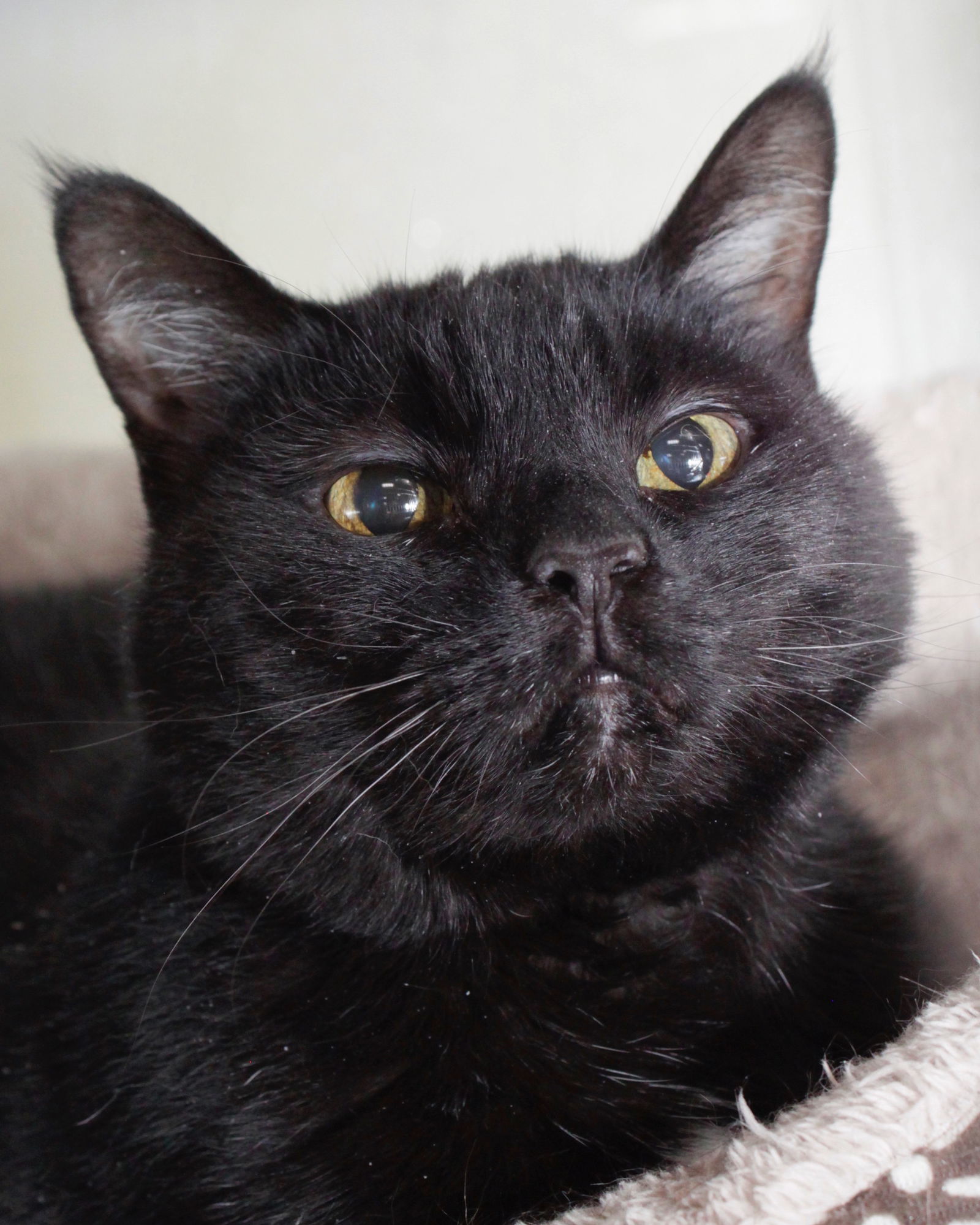 SALLY, an adoptable Domestic Short Hair in Austin, MN, 55912 | Photo Image 3