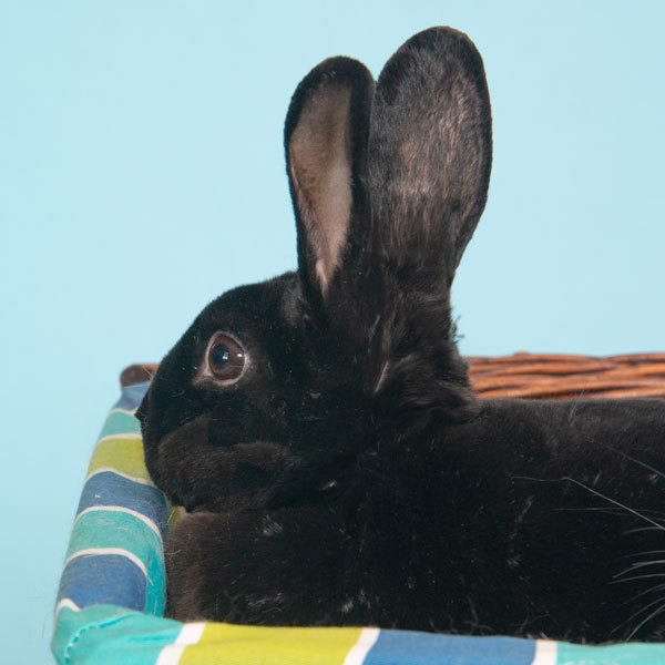 Black clearance mini rex