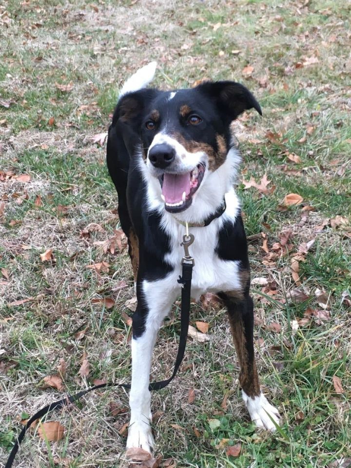 Dog For Adoption Bart A Border Collie Mix In Chestertown Md Petfinder