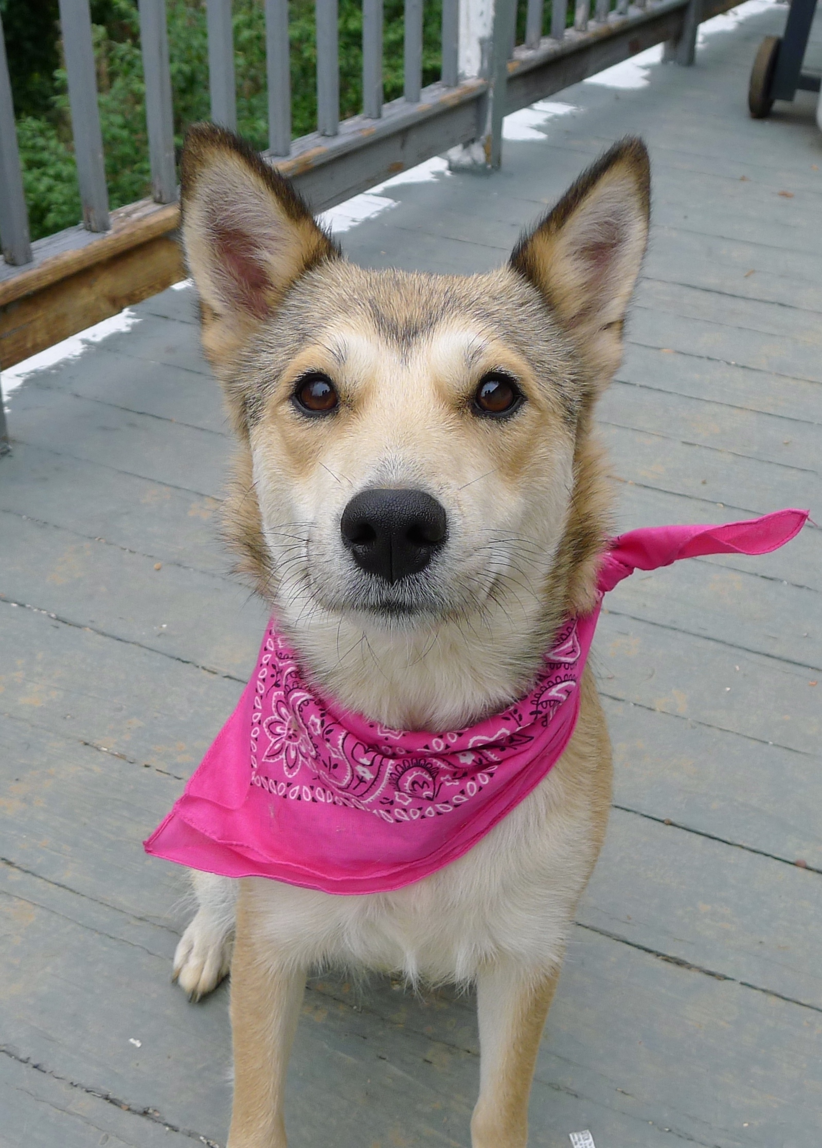 Luna Grace, an adoptable Husky in Helena, AL, 35080 | Photo Image 1