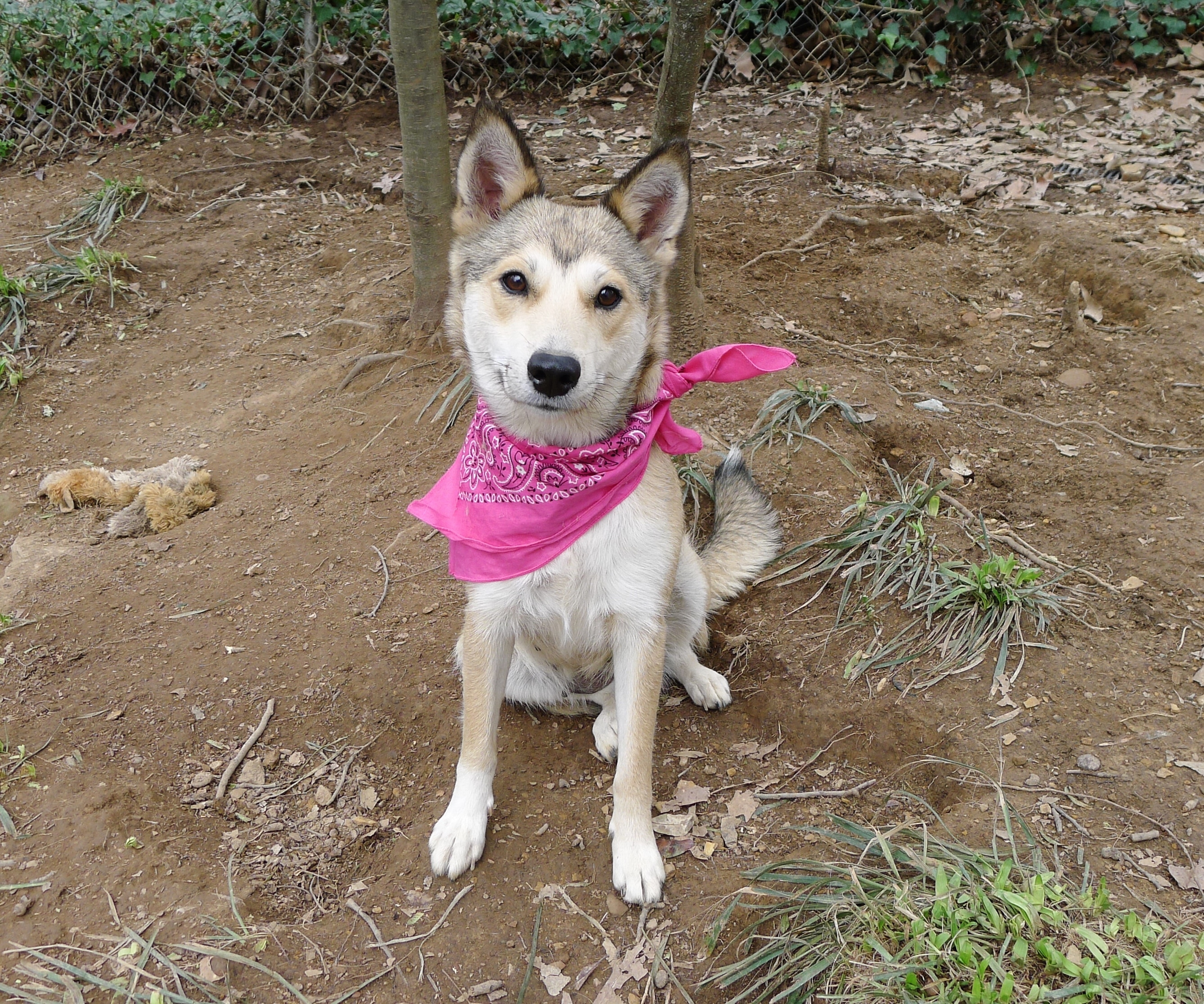 Luna Grace, an adoptable Husky in Helena, AL, 35080 | Photo Image 2